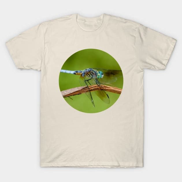 Blue Dasher Dragonfly Photograph T-Shirt by love-fi